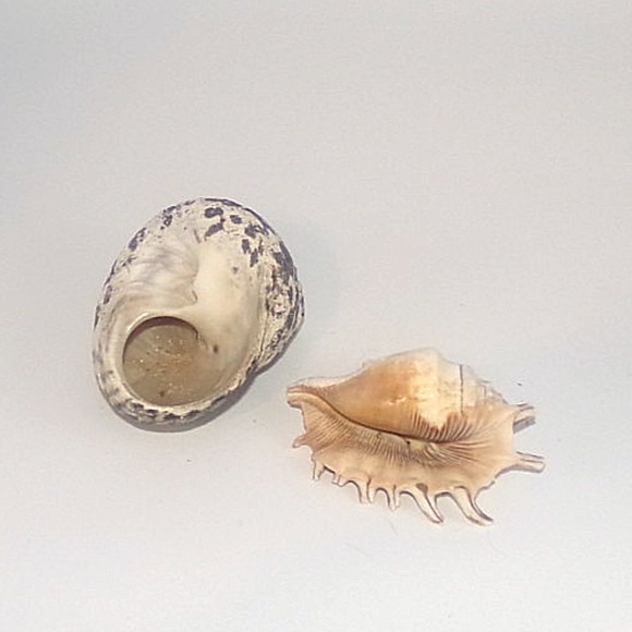Natural Real Sea Shells Spike Spider Conch Magpie Shell Seashell Nautical Decor - Picture 12 of 14